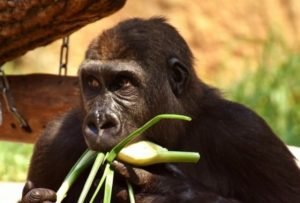 What Do Gorillas Eat? Diets of Wild and Captive Gorillas