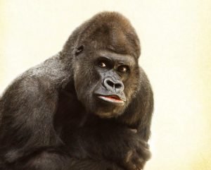 How Long Do Gorillas Live? Wild and Zoo Lifespans