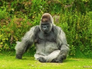 How Much Does A Gorilla Weigh