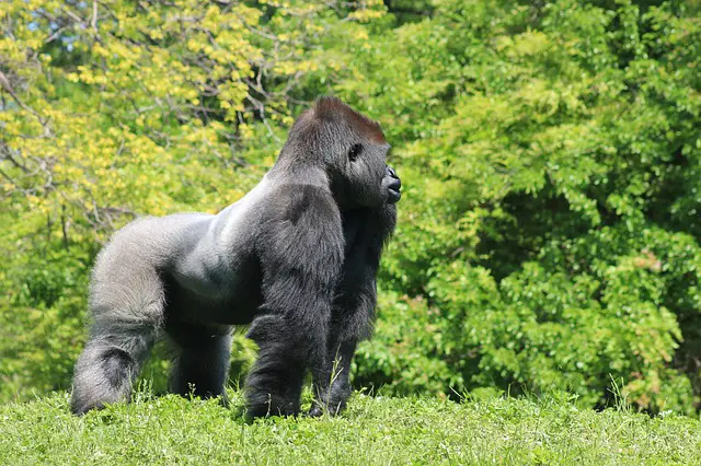 Where Do Gorillas Live - Gorilla Habitat