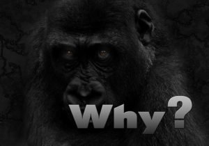 Why Are Gorillas Endangered? Status, Threats and Conservation