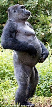 mountain gorilla height mountain gorilla height