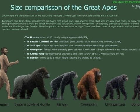 Gorilla Facts - Learn All About Gorillas Now