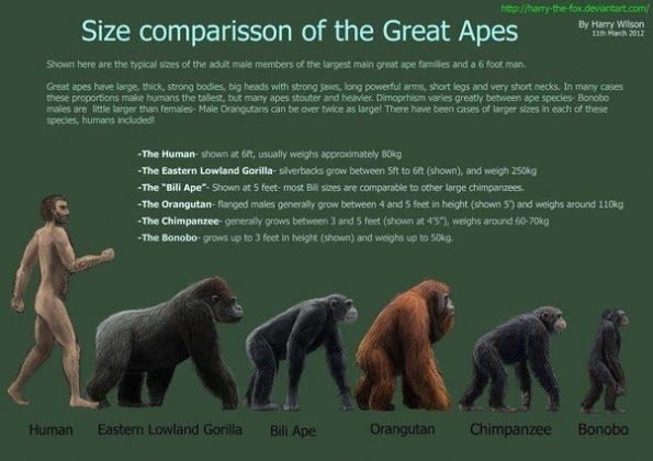 mountain gorilla size