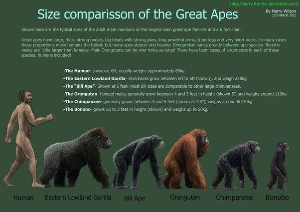 silverback mountain gorilla compared to human