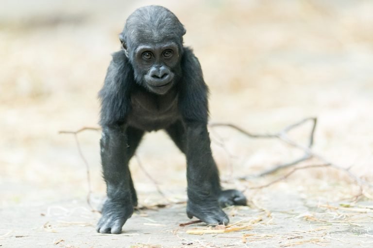 Baby Gorilla Facts: Birth, Development and Maternal Care