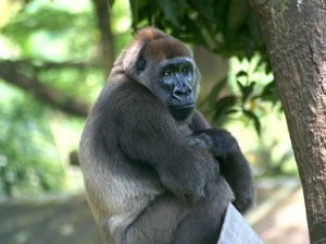 Types of Gorillas: The Two Species and Four Subspecies