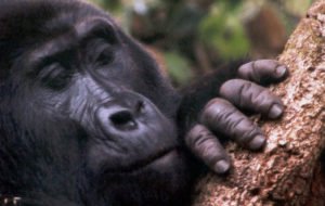 Why Mountain Gorillas Are Endangered: Threats and Recovery