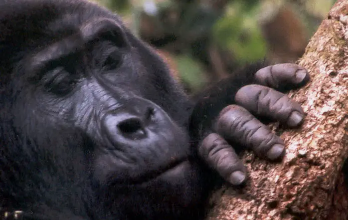 Why Are Mountain Gorillas Endangered