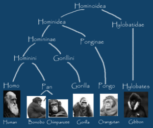 Gorilla Scientific Names: Species, Subspecies and Classification