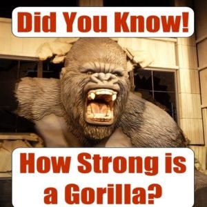 How Strong Is a Gorilla? What Science Can—and Cannot—Measure