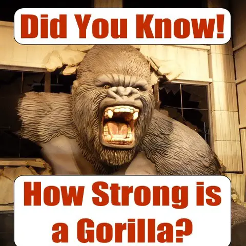 How much would the average gorilla be able to bench press 8. Male Gorilla Strength versus Female Gorilla Strength