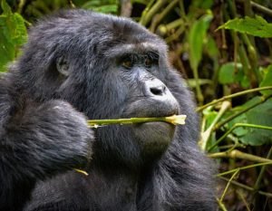 What Do Mountain Gorillas Eat? A Field-Based Diet Guide