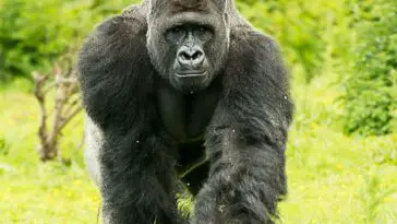 How Many Gorillas Are Left In The World