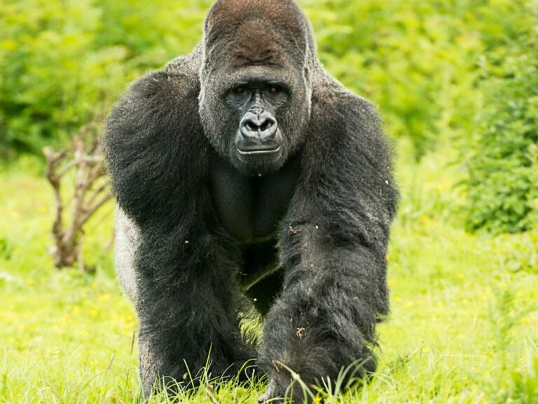 How Many Gorillas Are Left? Population Estimates by Subspecies