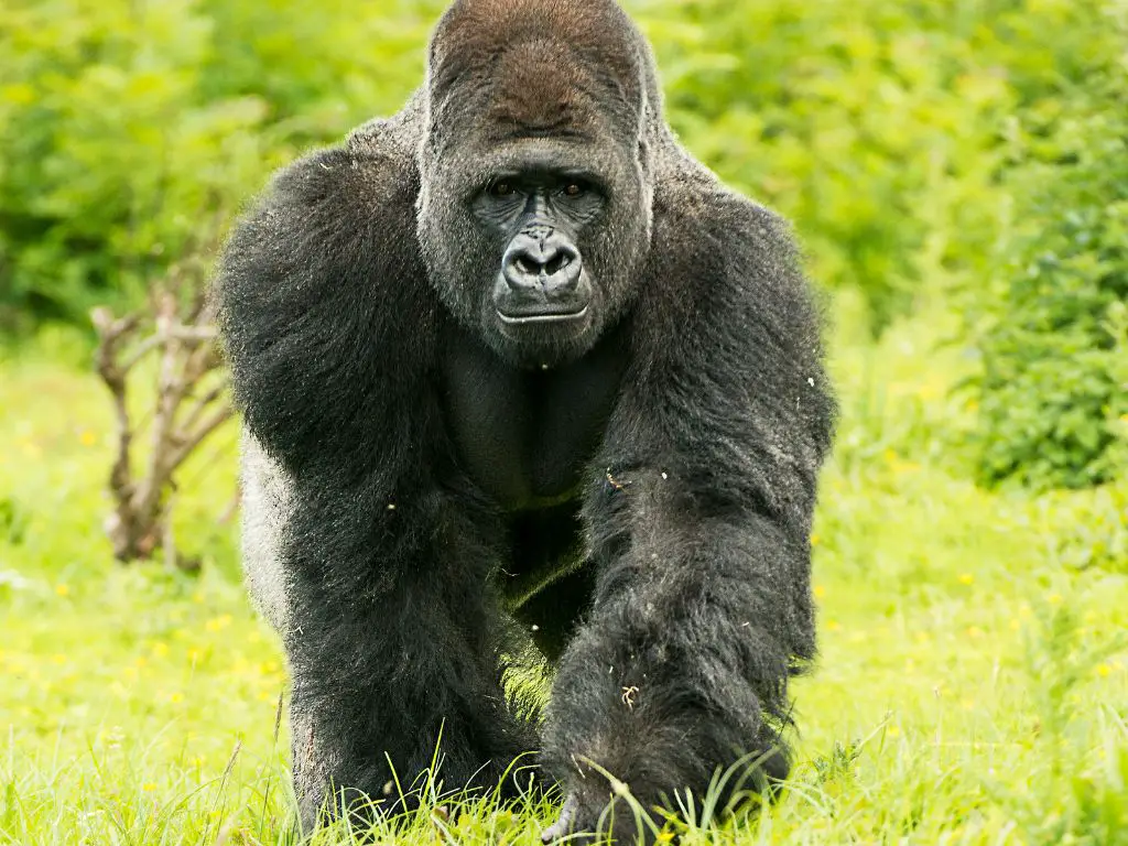 How Many Gorillas Are Left In The World