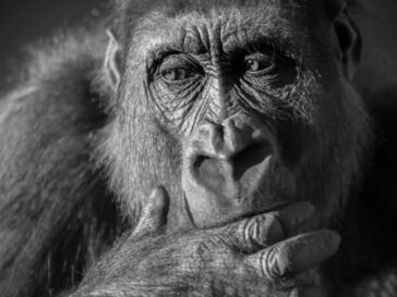 How Much Can a Gorilla Bench? The Astonishing Power of Gorillas