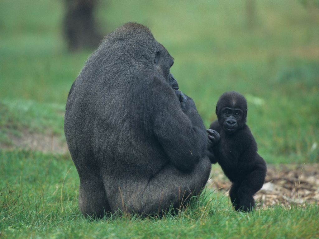 Do gorillas have tail bones