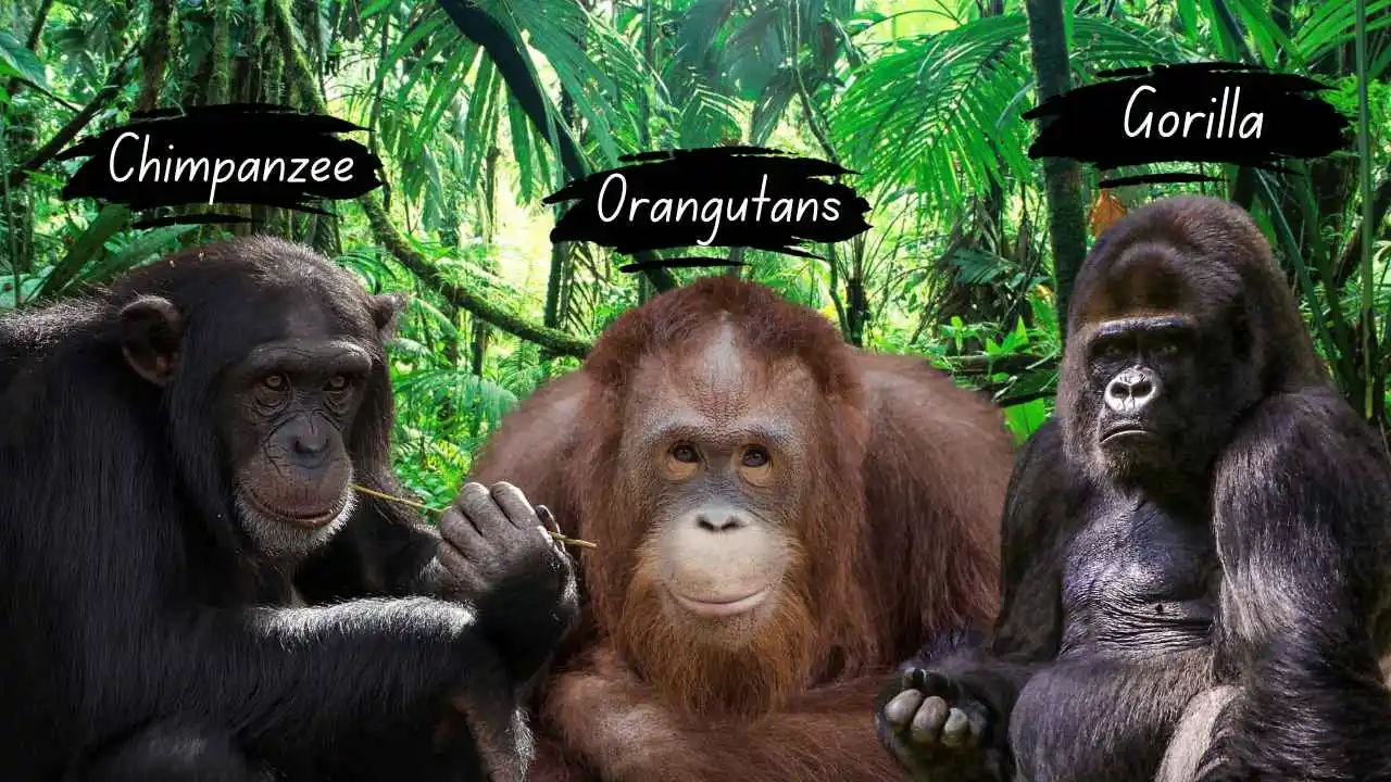 Comparative Analysis with Other Primates
