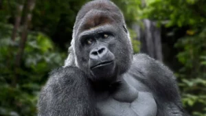 How Much Does a Silverback Gorilla Weigh?