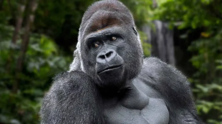 How Much Does a Silverback Gorilla Weigh?