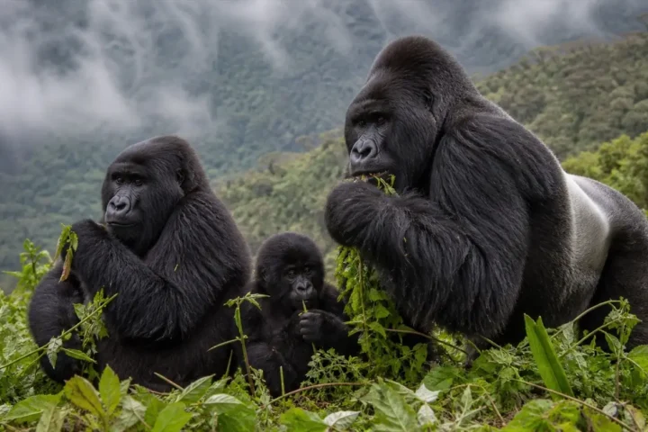 50 Evidence-Based Gorilla Facts That Reveal How Great Apes Really Live