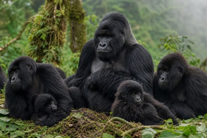 Gorilla Social Groups: Families, Silverbacks and Group Life