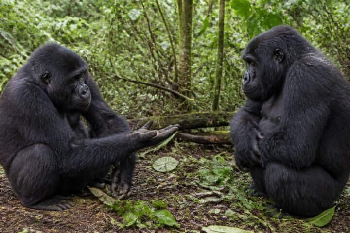 How Gorillas Communicate: Sounds, Gestures and Displays
