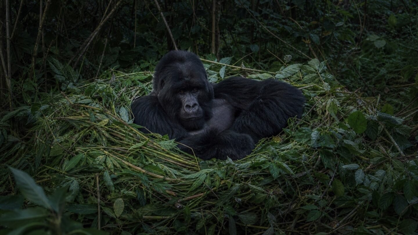 A gorilla resting in a ground nest made from layered leaves and stems