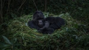 How Gorillas Sleep and Build Nests