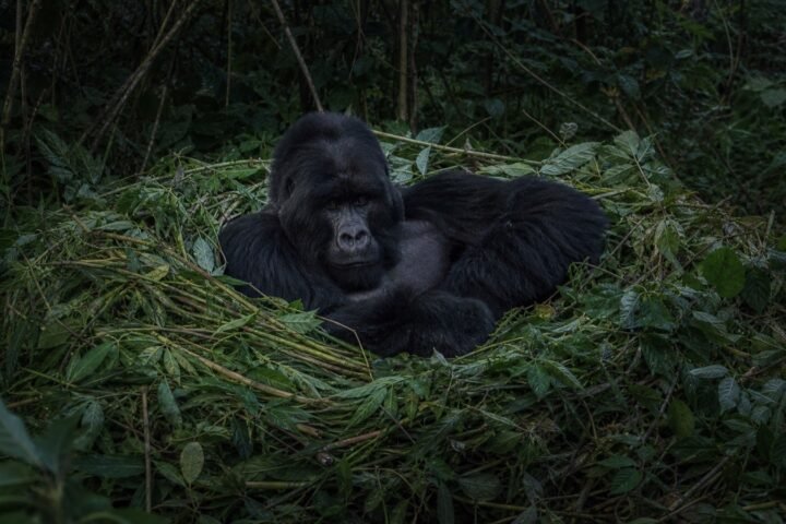 How Gorillas Sleep and Build Nests