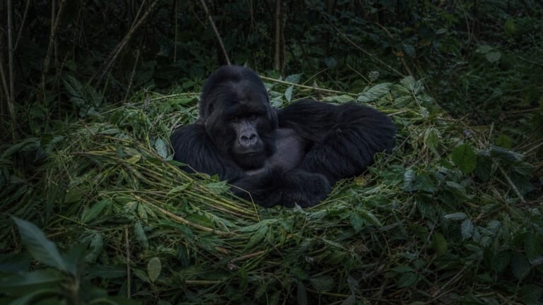 How Gorillas Sleep and Build Nests