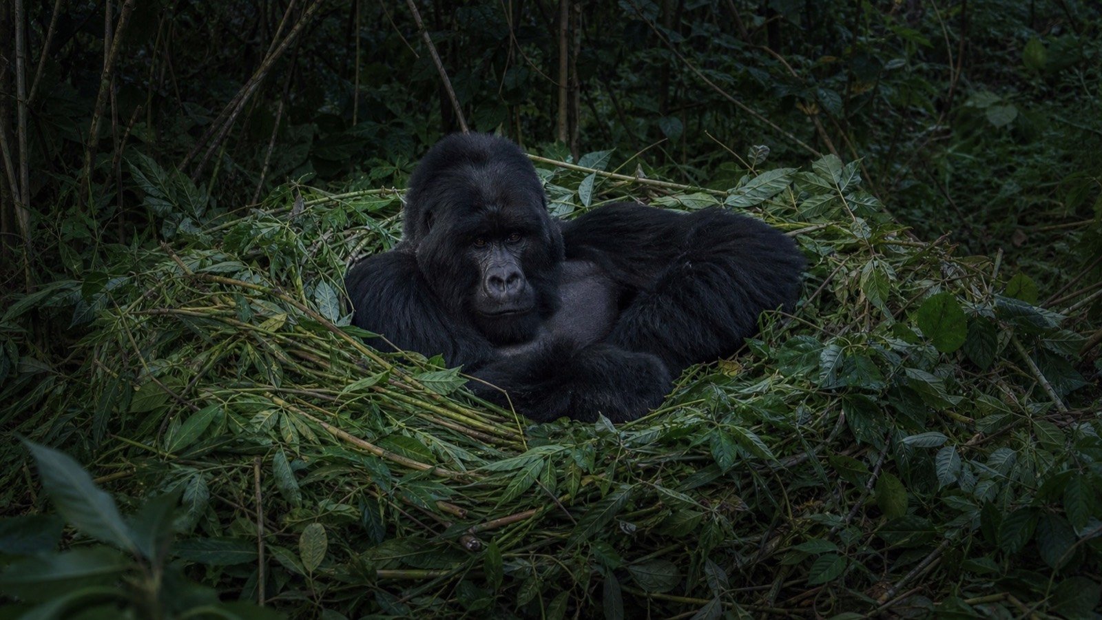 A gorilla resting in a ground nest made from layered leaves and stems
