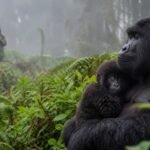Rwanda Schedules 21st Kwita Izina Gorilla Naming Ceremony for September 4, 2026