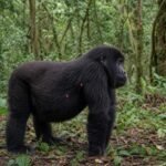 Study Finds Different Growth Patterns in Two Mountain Gorilla Populations