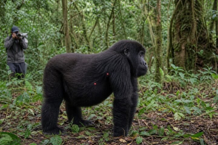 Study Finds Different Growth Patterns in Two Mountain Gorilla Populations