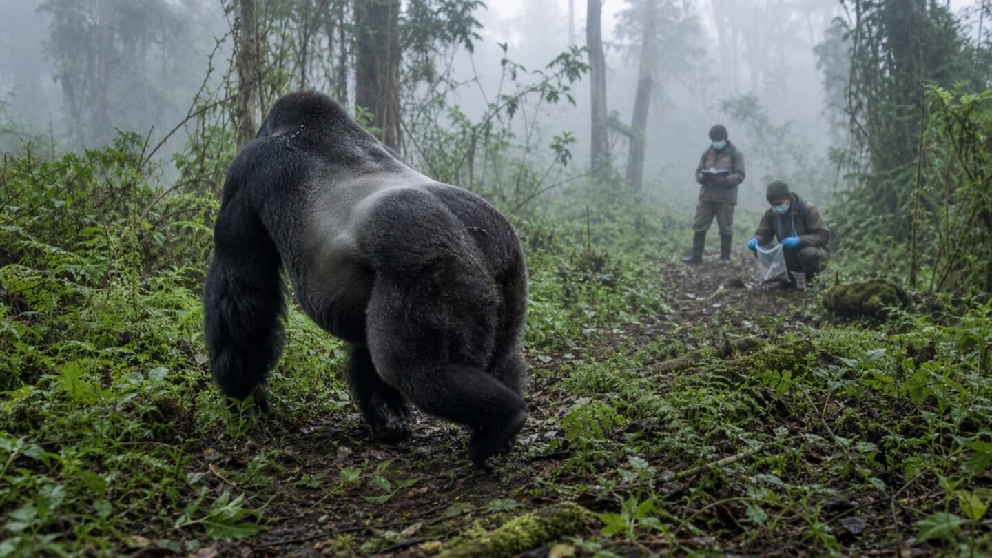A silverback walking away while masked researchers collect a sample at a distance