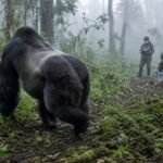 Study: Male Mountain Gorilla Hormones Follow a Different Developmental Sequence From Humans