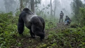 Study: Male Mountain Gorilla Hormones Follow a Different Developmental Sequence From Humans