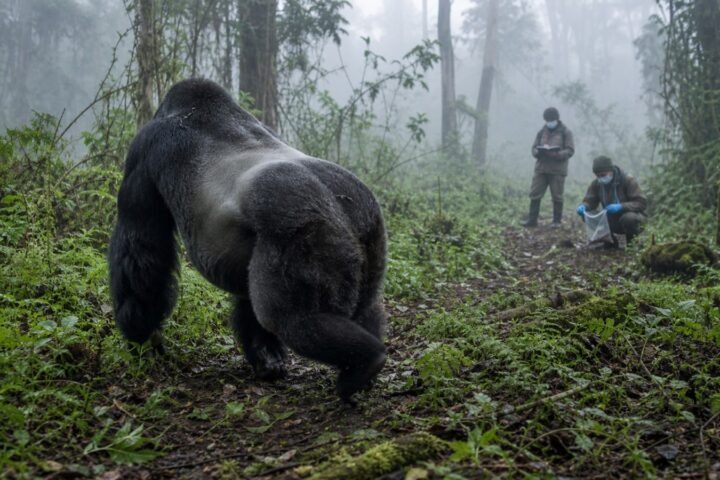 Study: Male Mountain Gorilla Hormones Follow a Different Developmental Sequence From Humans
