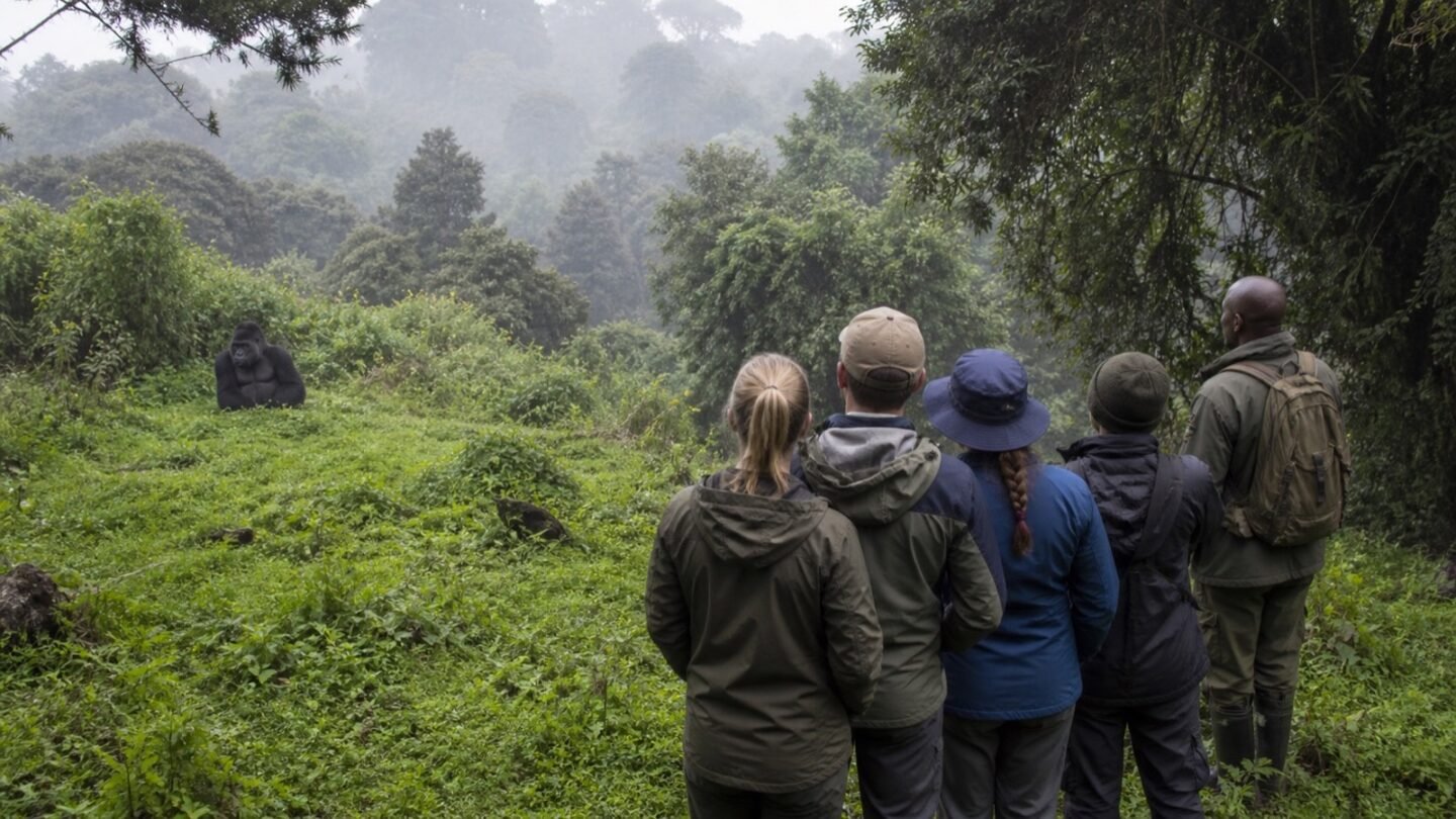 Visitors and a local guide watching a mountain gorilla from across a forest clearing