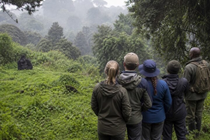 Responsible Gorilla Tourism: Distance, Health and Ethical Viewing
