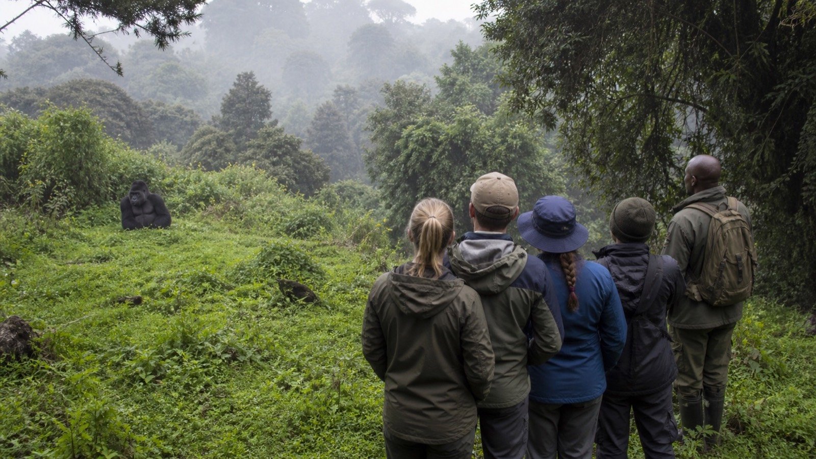 Visitors watching mountain gorillas from a respectful distance