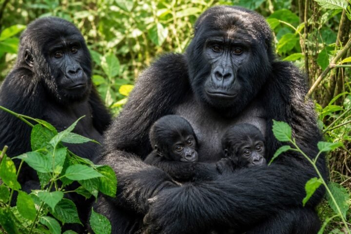 Virunga Reports Two Rare Mountain Gorilla Twin Births in Early 2026