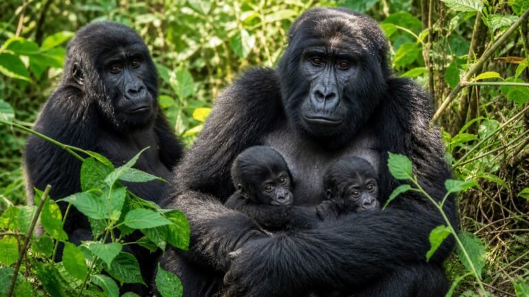 Virunga Reports Two Rare Mountain Gorilla Twin Births in Early 2026