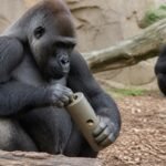 Study Explores Personality and Cognitive Enrichment in Western Gorillas